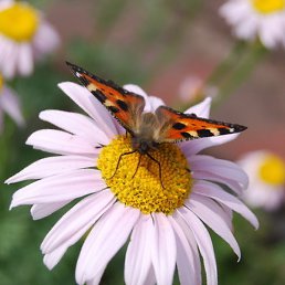 ����, ��������, 50 ���