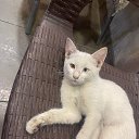 ���� Arman, ������, 60 ��� - ��������� 18 ������� 2026 � ������ ������ ��������