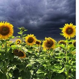 �����, ������, 33 ����