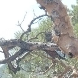 ������, ��������