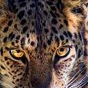 ���� �����, ������, 32 ���� - ��������� 17 ������� 2024 � ������ ���� ����������