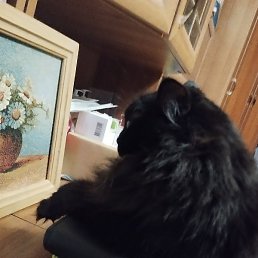 �������, �������, 39 ���