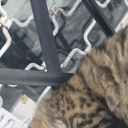 ����, �����������, 36 ���