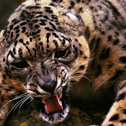 �������, ������, 31 ���