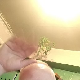 ��������, 57 ���, �������