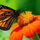 ���� �������, ���������, 50 ��� - ��������� 20 ������ 2026