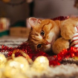 �����, ���������, 50 ���