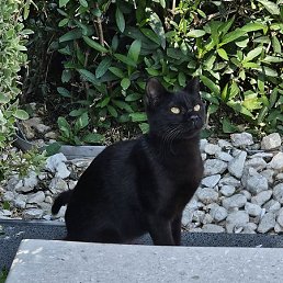 �����, ������, 39 ���