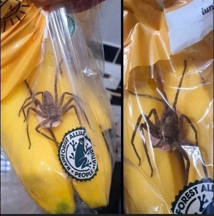 ����� ������� ��-�� 