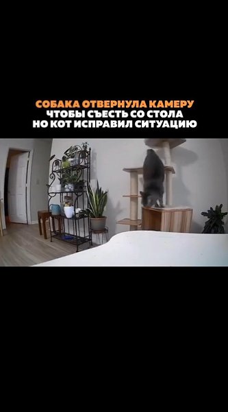 Собака отвернулась от камеры, чтобы что-то съесть со стола, но кот решил эту проблему