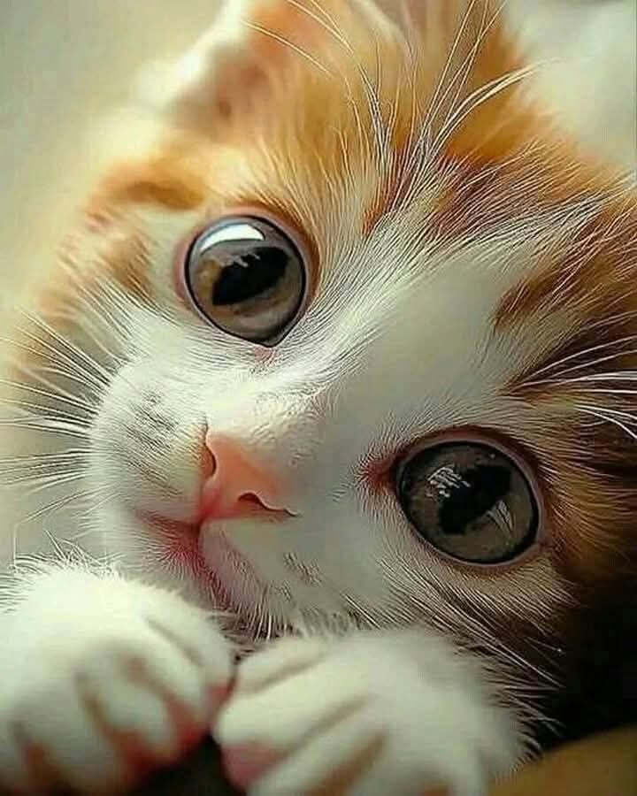 :) "     .  ,      , ...