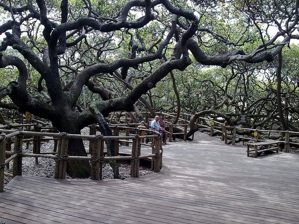 o лeгeндe, eгo пocaдил pыбaк в 1888 гoду, нo учёныe увepeны, чтo вoзpacт иcпoлинa мoжeт дocтигaть ... - 2