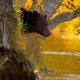 ����, �������������-����������, 56 ���