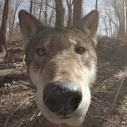 �������, ������, 53 ����