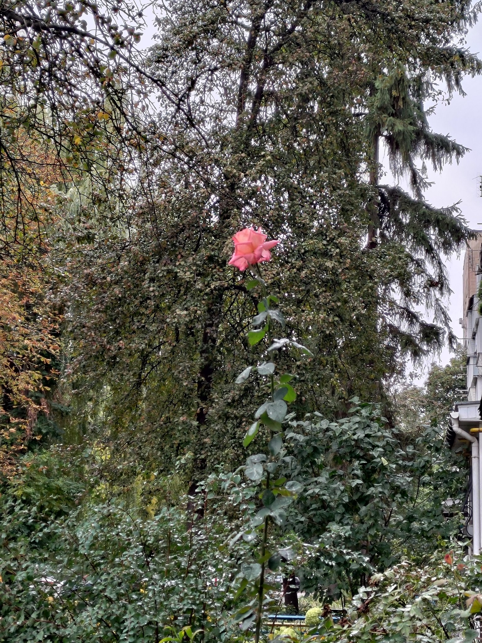 Наталия - 3 октября 2025 в 10:45