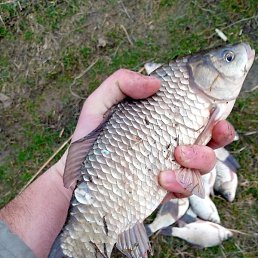 �������, �������, 37 ���