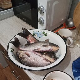 ���� �������, ���������, 51 ��� - ��������� 1 ������� 2024