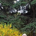  , --, 68  -  26  2025    