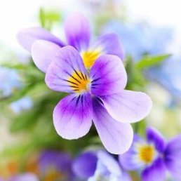 ����, �������, 37 ���