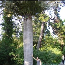 Eva, ������, 31 ���