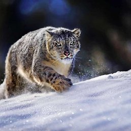 �����, ������, 56 ���