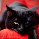 ���� �����, �������, 52 ���� - ��������� 16 ������ 2026