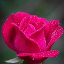 ���� �������, �����������, 44 ���� - ��������� 25 ������� 2024 � ������ ���� ����������