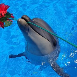 �����, ������, 37 ���