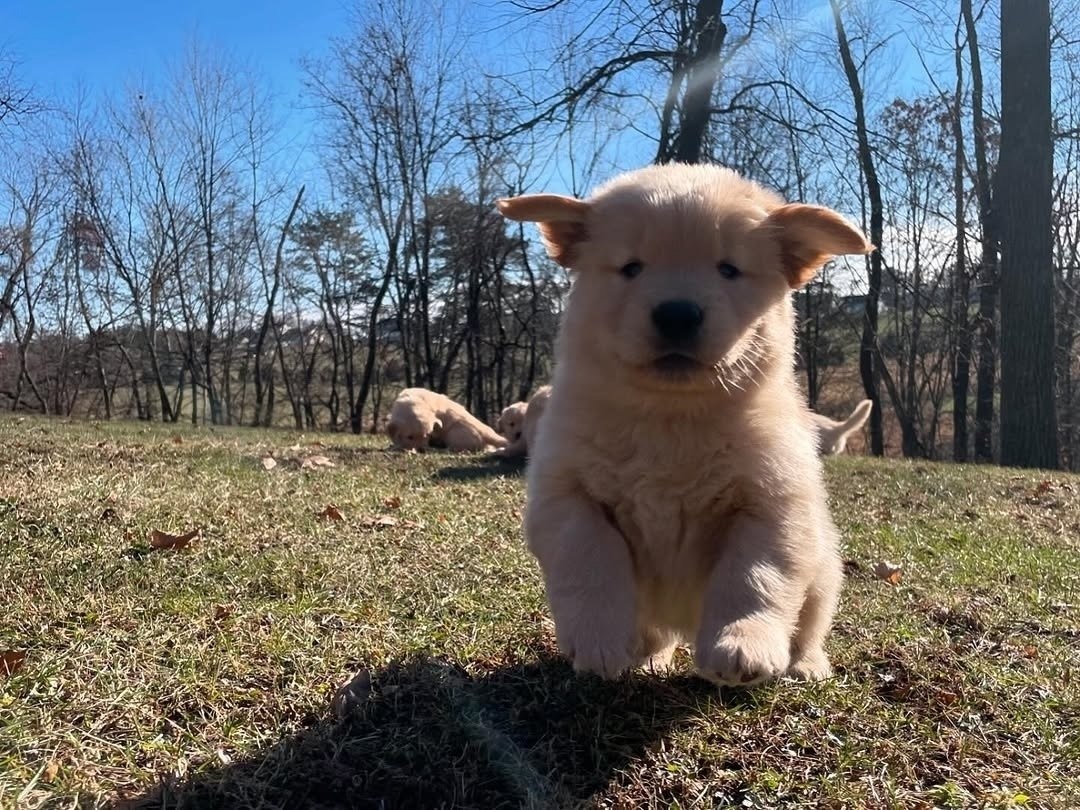  ,         .   ... - 4