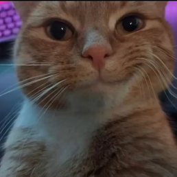 Nikolai, ����, 18 ���