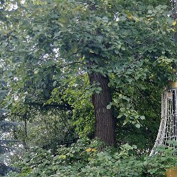 �������, ���������, 69 ���