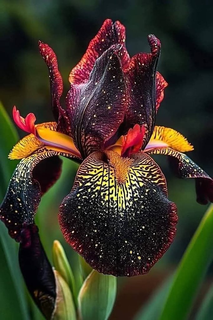    (Iris germanica).     -,    ...
