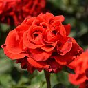 ���� Aleksandr, �����������, 64 ���� - ��������� 4 ���� 2025 � ������ ������ ��������