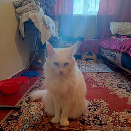 ���� ���������, �����������, 43 ���� - ��������� 4 ������� 2023