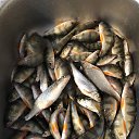 ���� ���������, ����������� - ��������� 8 ������� 2025