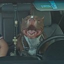 ���� ����, ������, 43 ���� - ��������� 15 ���� 2025 � ������ ���� ����������