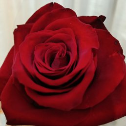 ����, ������, 54 ����