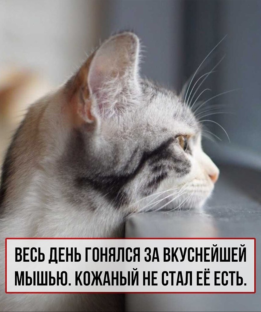 Кошачьи проблемы, которые поймут только их «кожаные» хозяева. - 7