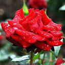 ���� Aleksandr, �����������, 64 ���� - ��������� 12 ���� 2026 � ������ ���� ����������
