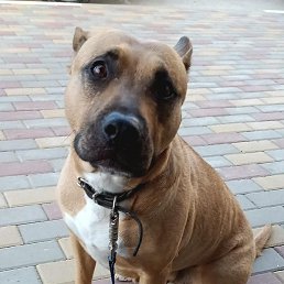 �������, ������, 36 ���