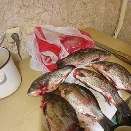 �������, ������, 43 ����