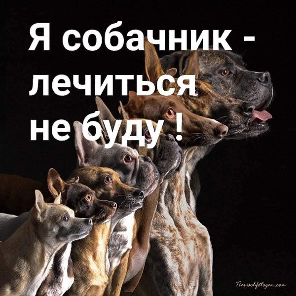 :) Болен собакой - лечиться не буду! Я – собачник! Я встаю каждое утро, даже когда совсем-совсем нет ...