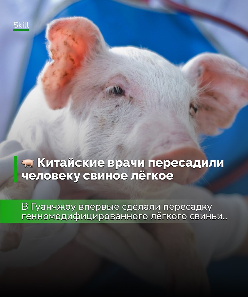 Пересадка свиного лёгкого стала ещё одним прорывом в ксеномедицине.Пусть эксперимент длился всего ...
