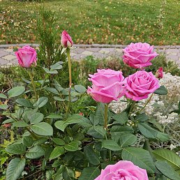 �����, ������, 47 ���