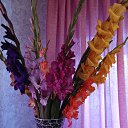 ���� ������, ����, 68 ��� - ��������� 8 ������� 2025 � ������ ���� ����������