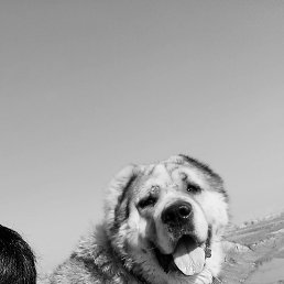 ���� �����, ����������, 36 ��� - ��������� 26 ������� 2023