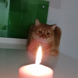 �����, ������, 56 ���