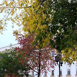 ��������, ����, 41 ���