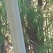 ���������, 44 ����, ������