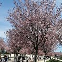 ���� ����, ���������, 39 ��� - ��������� 24 ����� 2026